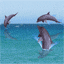 040406_dauphins.gif